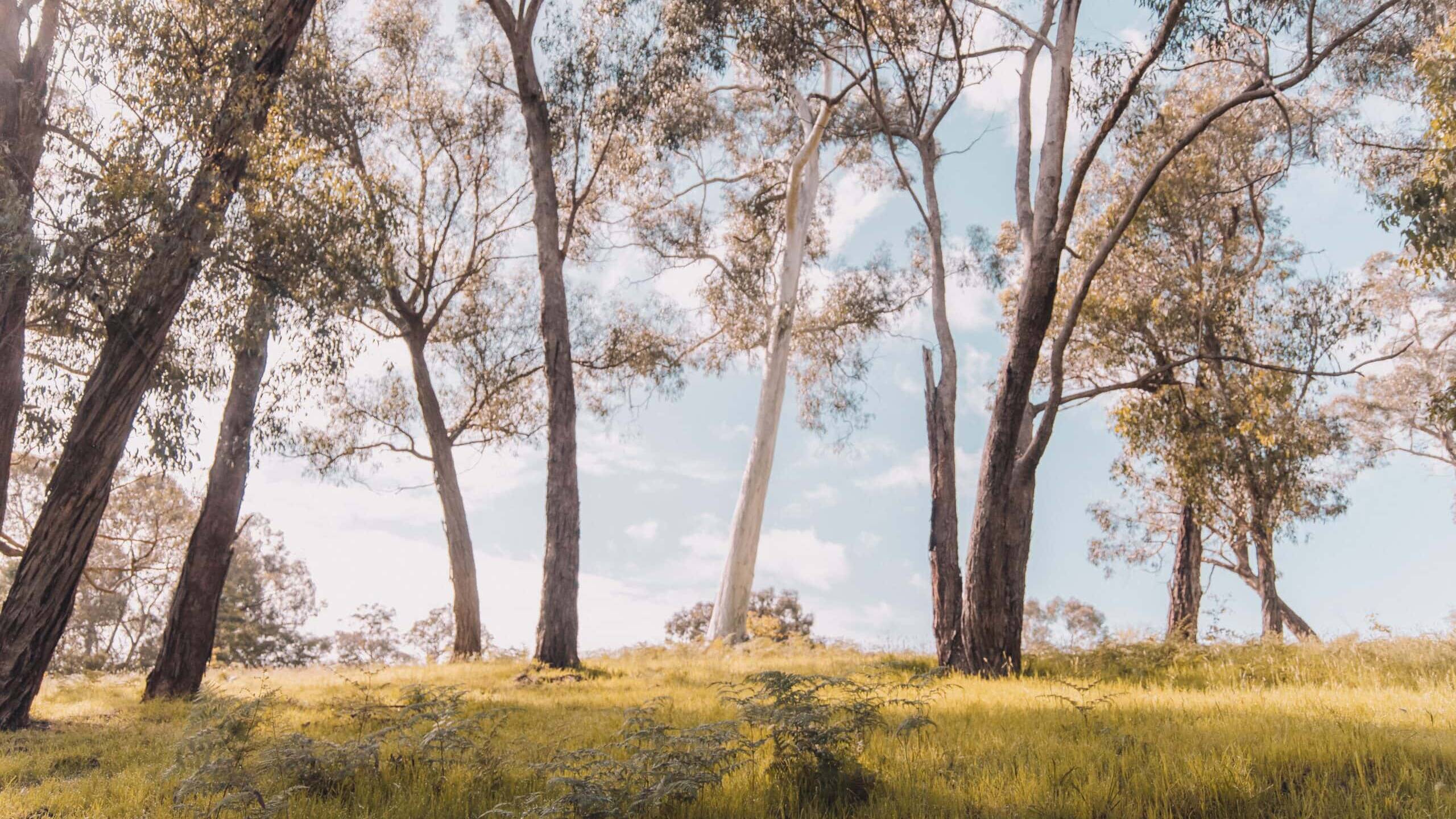 australian bush